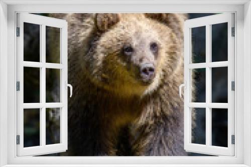 Fototapeta Naklejka Na Ścianę Okno 3D - Wild Brown Bear (Ursus Arctos) on tree in the forest. Animal in natural habitat