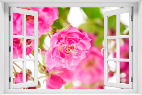 Fototapeta Naklejka Na Ścianę Okno 3D - Pink rose bush
