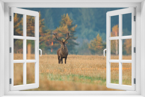 Fototapeta Naklejka Na Ścianę Okno 3D - red deer, cervus elaphus, standing on a stubble field early in the morning and looking around with copy space. Wild mammal with antlers in agricultural country from front view.