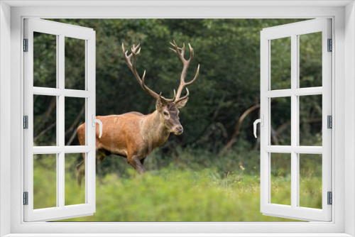 Fototapeta Naklejka Na Ścianę Okno 3D - Majestic red deer, cervus elaphus, stag walking on a glade in riparian forest with green trees in background. Proud mammal with large antlers approaching from side view. Animal wildlife in nature.