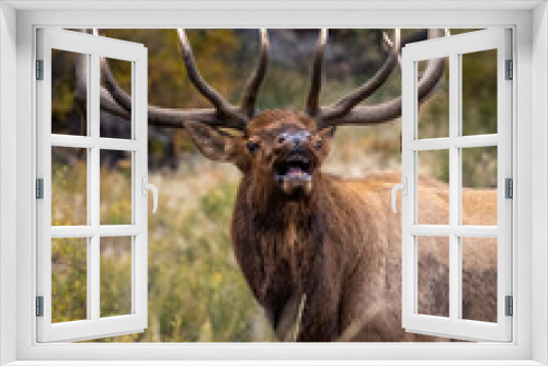Fototapeta Naklejka Na Ścianę Okno 3D - Bull Rocky Mountain elk (cervus canadensis) bugling during the fall elk rut at Rocky Mountain National Park, Colorado USA	