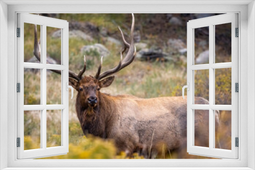 Fototapeta Naklejka Na Ścianę Okno 3D - Bull Rocky Mountain elk (cervus canadensis) standing broadside while observing his harem during the fall elk rut at Rocky Mountain National Park Colorado, USA 