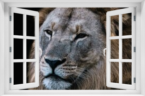 Fototapeta Naklejka Na Ścianę Okno 3D - portrait of a lion