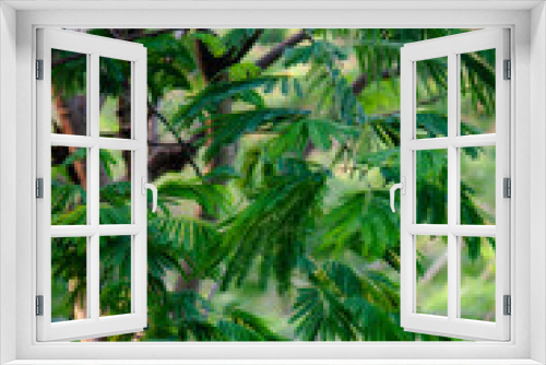 Fototapeta Naklejka Na Ścianę Okno 3D - close up beautiful green leaves  in a garden, background wallpaper, seamless pattern, high quality photo