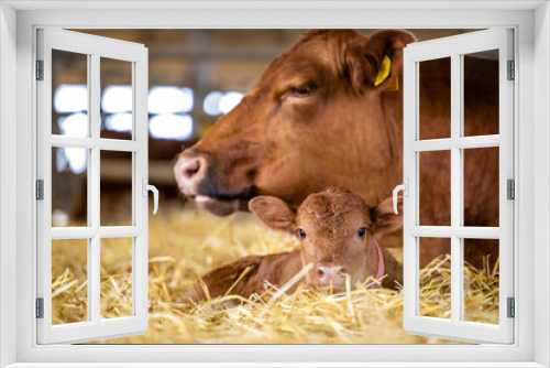 Fototapeta Naklejka Na Ścianę Okno 3D - Cow and newborn calf lying in straw at cattle farm. Domestic animals husbandry and reproduction.