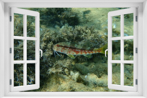 Fototapeta Naklejka Na Ścianę Okno 3D - Striped red mullet or surmullet (Mullus surmuletus) undersea, Aegean Sea, Greece, Halkidiki 