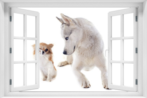 Fototapeta Naklejka Na Ścianę Okno 3D - siberian husky and chihuahua