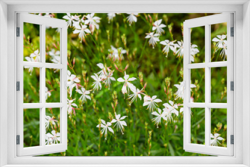 Fototapeta Naklejka Na Ścianę Okno 3D - White Gaura Flowers (Wandflower)