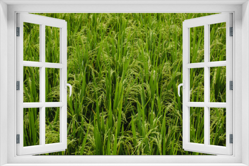 Fototapeta Naklejka Na Ścianę Okno 3D - Green fields of rice texture in the sunlight.
