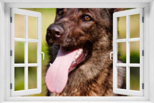 Fototapeta Naklejka Na Ścianę Okno 3D - german shepherd dog close up portrait