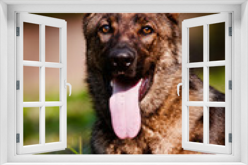 Fototapeta Naklejka Na Ścianę Okno 3D - german shepherd dog portrait