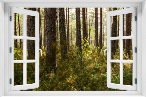 Fototapeta Naklejka Na Ścianę Okno 3D - Pine forest in morning sunlight, low-angle view with green forest floor