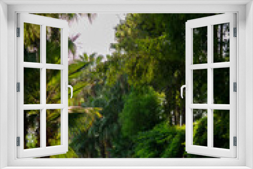 Fototapeta Naklejka Na Ścianę Okno 3D - path in the park. tropical trees.