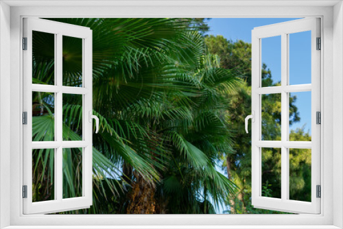 Fototapeta Naklejka Na Ścianę Okno 3D - tropical background. palm trees against the blue sky.