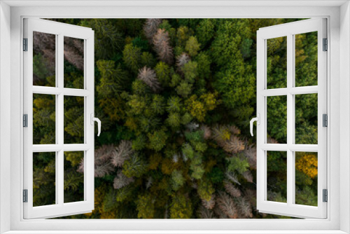 Fototapeta Naklejka Na Ścianę Okno 3D - Aerial view of autumn tree tops. Latvia