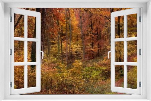 Fototapeta Naklejka Na Ścianę Okno 3D - Autumn colors in a forest