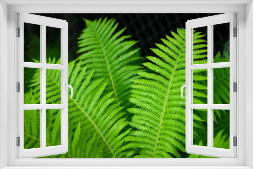 Fototapeta Naklejka Na Ścianę Okno 3D - Photo of large green fern leaves in the forest. Fern leaves on a dark background.