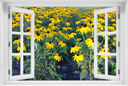 Fototapeta Naklejka Na Ścianę Okno 3D - Żółte kwiaty rudbekii błyskotliwej (Rudbeckia fulgida)