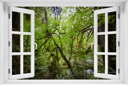 Fototapeta Naklejka Na Ścianę Okno 3D - Ferns and moss covered trees of Hoh Rain Forest in Olympic National Park, Washington on overcast autumn morning.