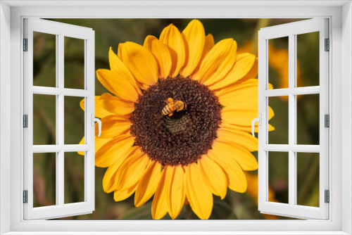 Fototapeta Naklejka Na Ścianę Okno 3D - Single Yellow Bumblee Bee on a Yellow Sunflower