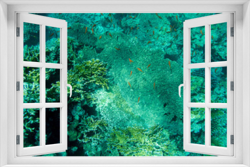 Fototapeta Naklejka Na Ścianę Okno 3D - Corals and algae underwater in Red sea