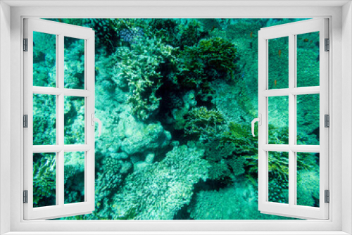 Fototapeta Naklejka Na Ścianę Okno 3D - Corals and algae underwater in Red sea