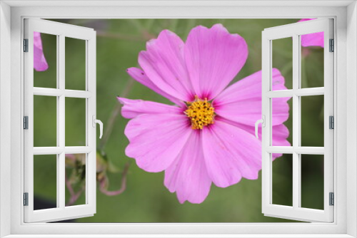 Fototapeta Naklejka Na Ścianę Okno 3D - Fleur