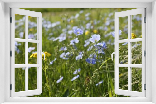 Fototapeta Naklejka Na Ścianę Okno 3D - Beautiful flowers growing in meadow on sunny day