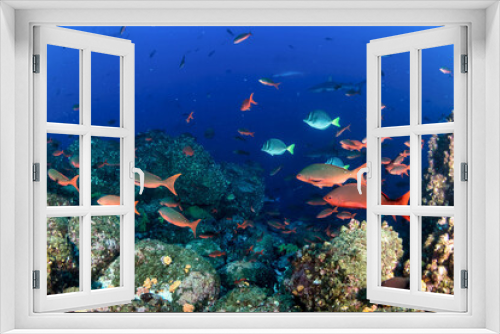 Fototapeta Naklejka Na Ścianę Okno 3D - School red fish swimming in blue ocean water tropical under water. Scuba diving adventure in Maldives. Fishes in underwater wild animal world. Observation of wildlife Indian ocean. Copy space