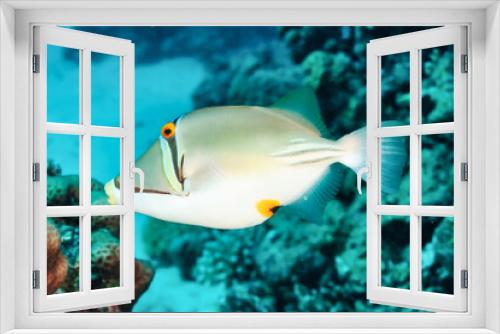 Fototapeta Naklejka Na Ścianę Okno 3D - White fish swimming in blue ocean water tropical under water. Scuba diving adventure in Maldives. Fishes in underwater wild animal world. Observation of wildlife Indian ocean. Copy text space