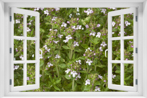 Fototapeta Naklejka Na Ścianę Okno 3D - Flowering thyme