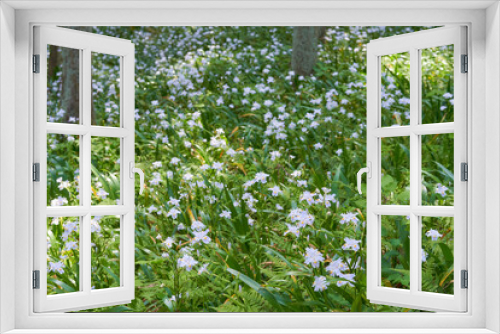 Fototapeta Naklejka Na Ścianę Okno 3D - シャガの花の群生