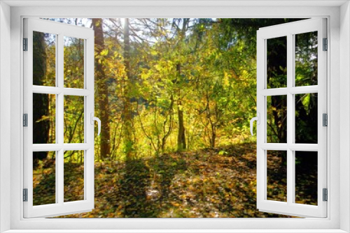 Fototapeta Naklejka Na Ścianę Okno 3D - gold autumn in the forest