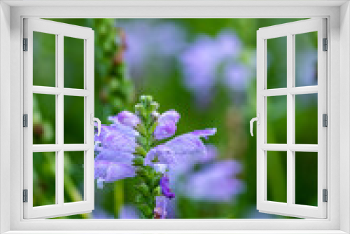 Fototapeta Naklejka Na Ścianę Okno 3D - purple flowers against a blurred green background