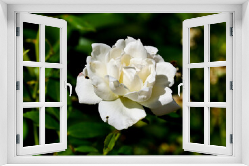 Fototapeta Naklejka Na Ścianę Okno 3D - white rose flower