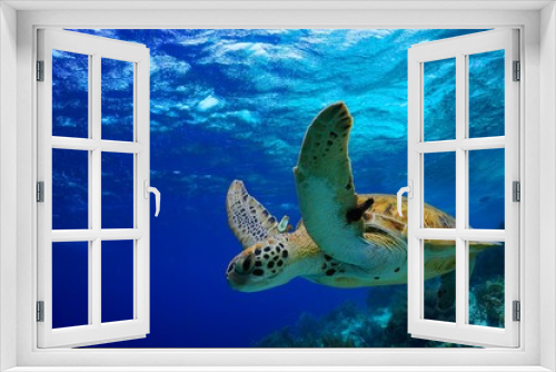 Fototapeta Naklejka Na Ścianę Okno 3D - Green Sea Turtle swimming along tropical reef