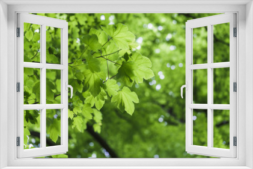 Fototapeta Naklejka Na Ścianę Okno 3D - Frische grüne Blätter -  Ahorn