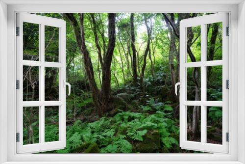 Fototapeta Naklejka Na Ścianę Okno 3D - mossy rocks and old trees in thick wild forest