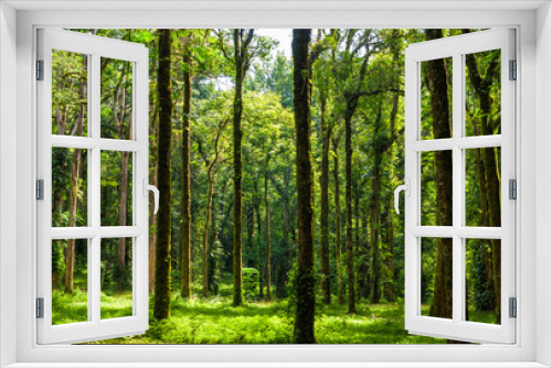 Fototapeta Naklejka Na Ścianę Okno 3D - Trees in tropical jungles. Rainforest in Asia