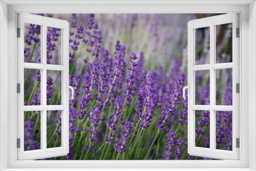 Fototapeta Naklejka Na Ścianę Okno 3D - Beautiful blooming lavender plants in field, closeup