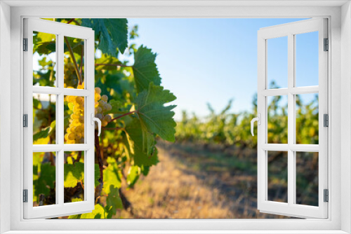 Fototapeta Naklejka Na Ścianę Okno 3D - Paysage dans un vignoble en Anjou, grappe de raisin blanc avant les vendanges.