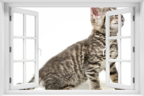 Fototapeta Naklejka Na Ścianę Okno 3D - a kitten isolated on a white background