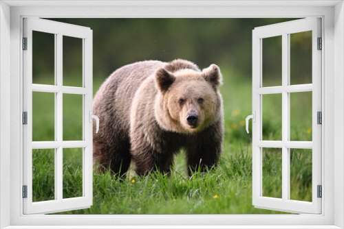 Fototapeta Naklejka Na Ścianę Okno 3D - Young female brown bear looking ahead on a meadow in the forest