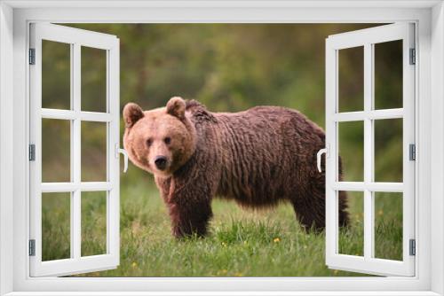 Fototapeta Naklejka Na Ścianę Okno 3D - Young female brown bear side view posing in the meadow in the forest