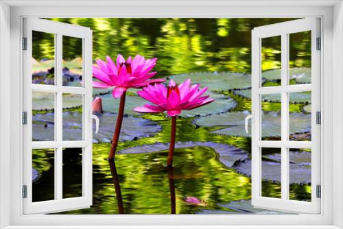 Fototapeta Naklejka Na Ścianę Okno 3D - The beautiful Blooming lotus flower