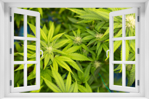 Fototapeta Naklejka Na Ścianę Okno 3D - Mariuhana leaf symbol, marijuana or hemp icon, cannabis medical sign, weed drug.  Cannabis leaves of a plant.