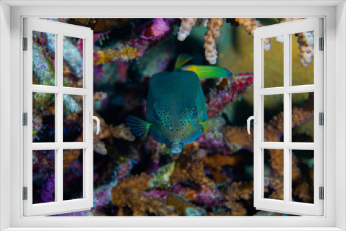 Fototapeta Naklejka Na Ścianę Okno 3D - An adult yellow - green boxfish looking at camera swimming among the reef