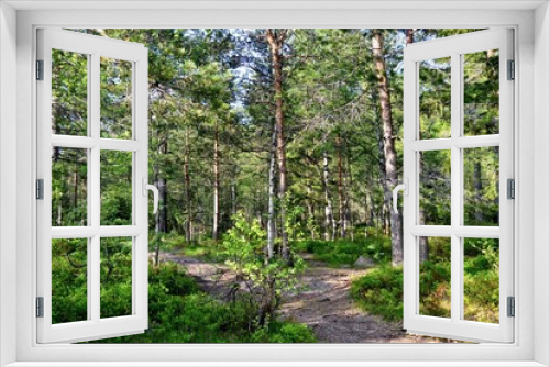 Fototapeta Naklejka Na Ścianę Okno 3D - Pine forest in the morning