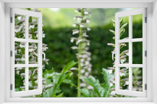 Fototapeta Naklejka Na Ścianę Okno 3D - 日比谷公園に咲くアカンサスの花（6月）