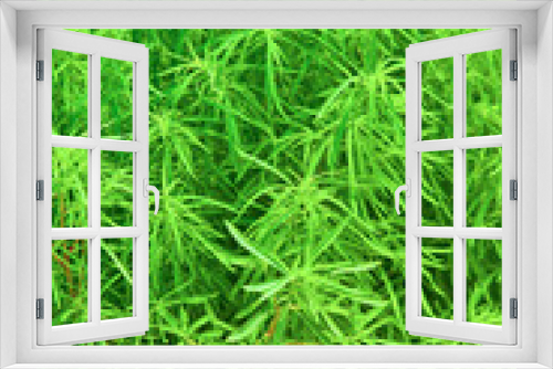 Fototapeta Naklejka Na Ścianę Okno 3D - Bush of green grass background